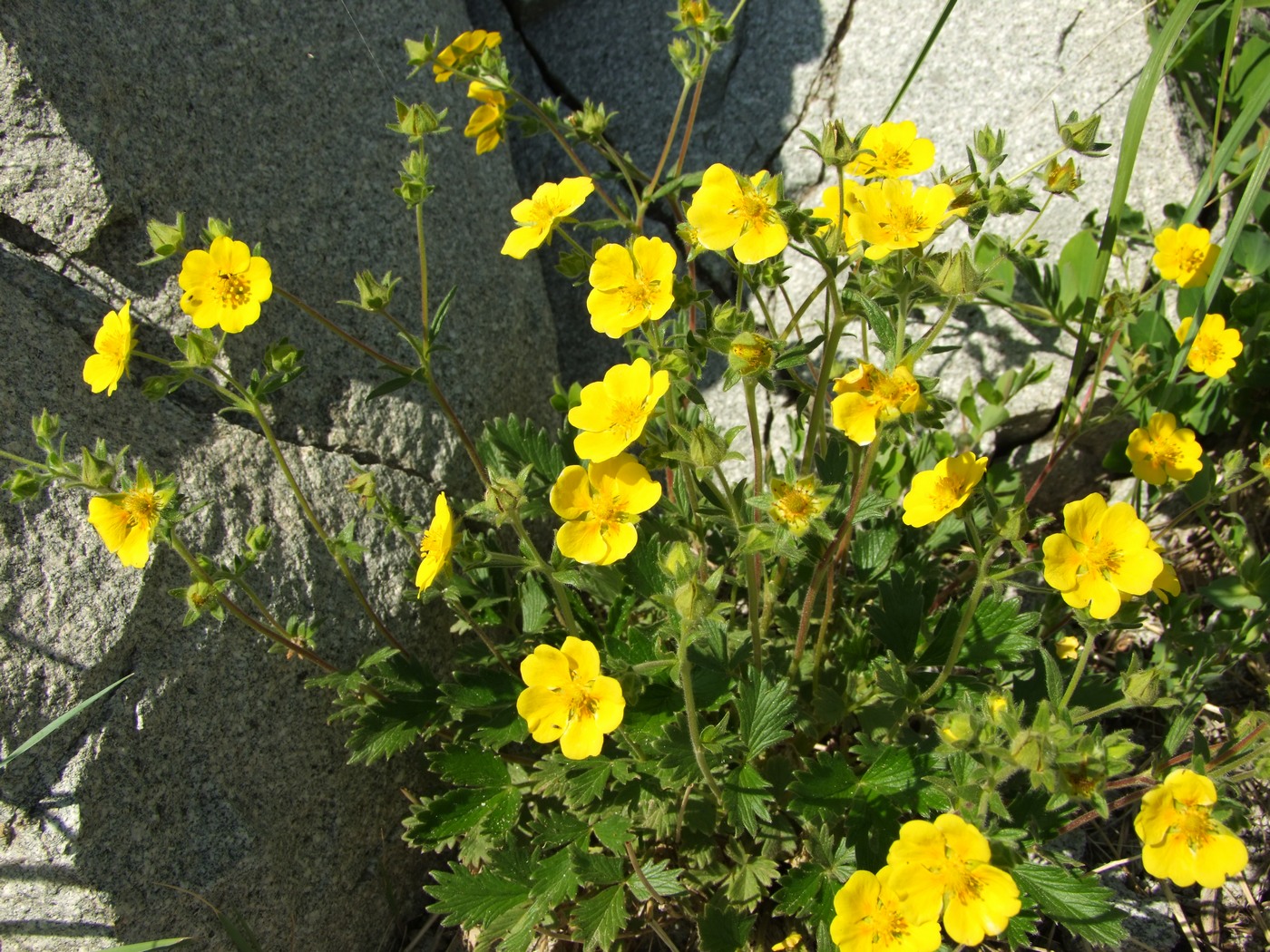 Изображение особи Potentilla fragiformis.
