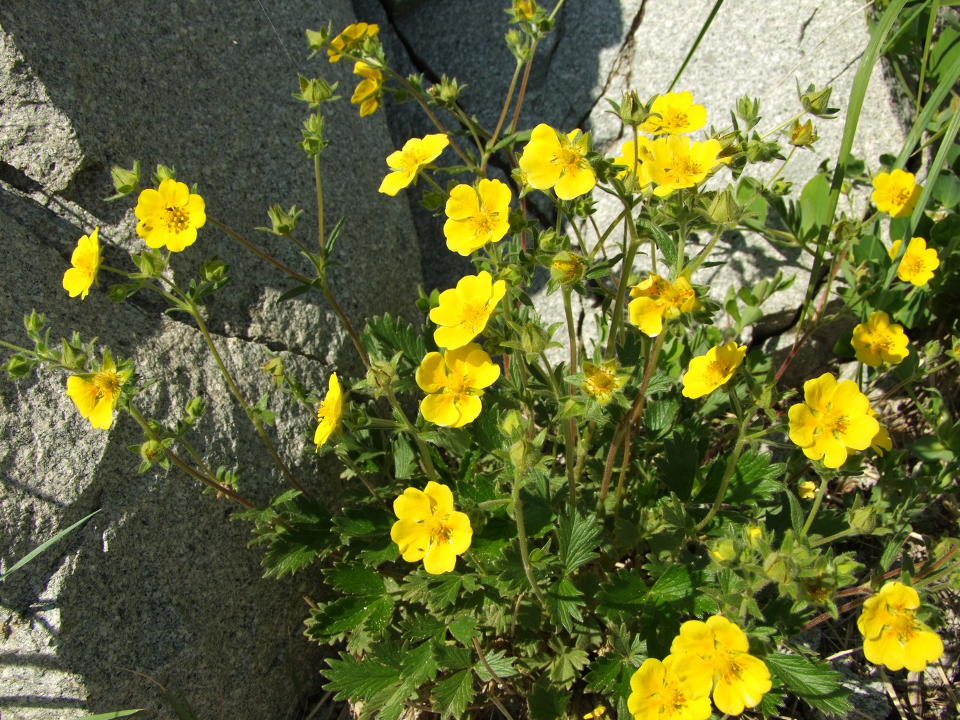 Image of Potentilla fragiformis specimen.