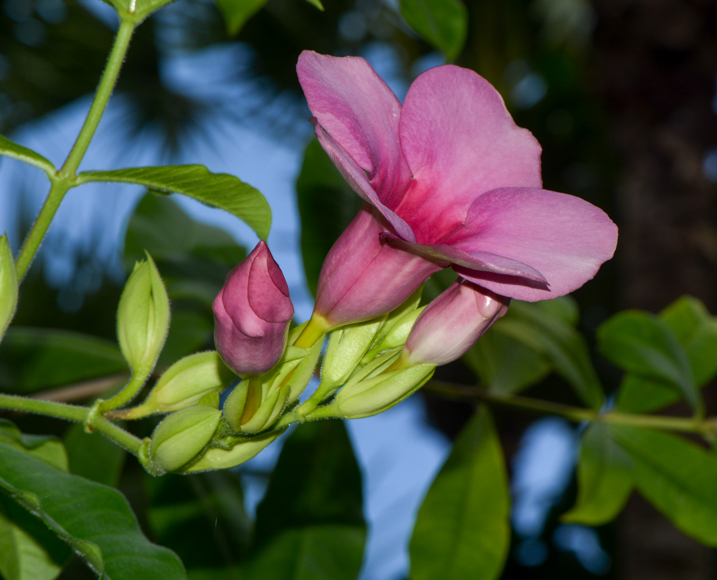 Image of Allamanda blanchetii specimen.