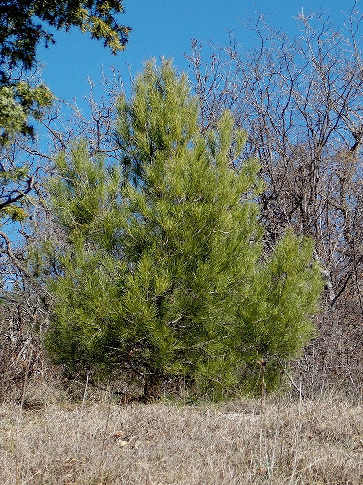 Изображение особи Pinus pityusa.