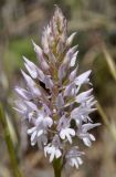 Anacamptis pyramidalis. Соцветие (белоцветковая форма). Греция, Халкидики, окр. с. Метангици (Μεταγγίτσι). 15.05.2015.