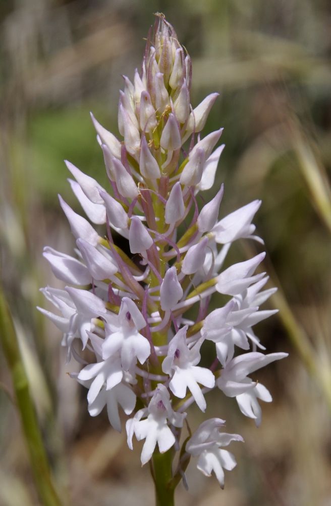 Image of Anacamptis pyramidalis specimen.