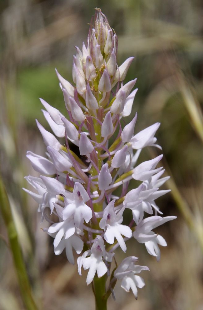 Изображение особи Anacamptis pyramidalis.