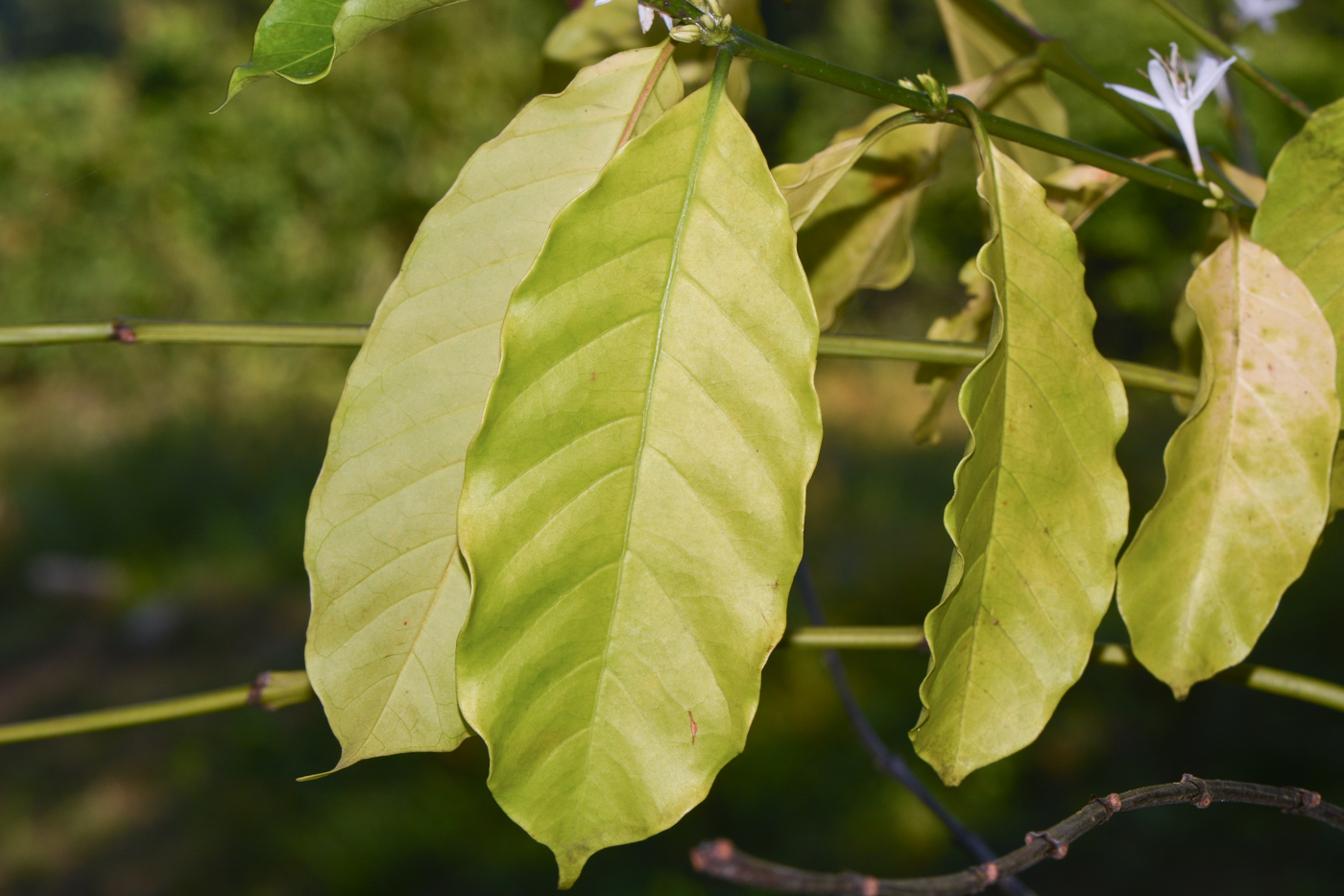 Image of Coffea arabica specimen.