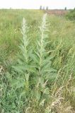 Verbascum lychnitis