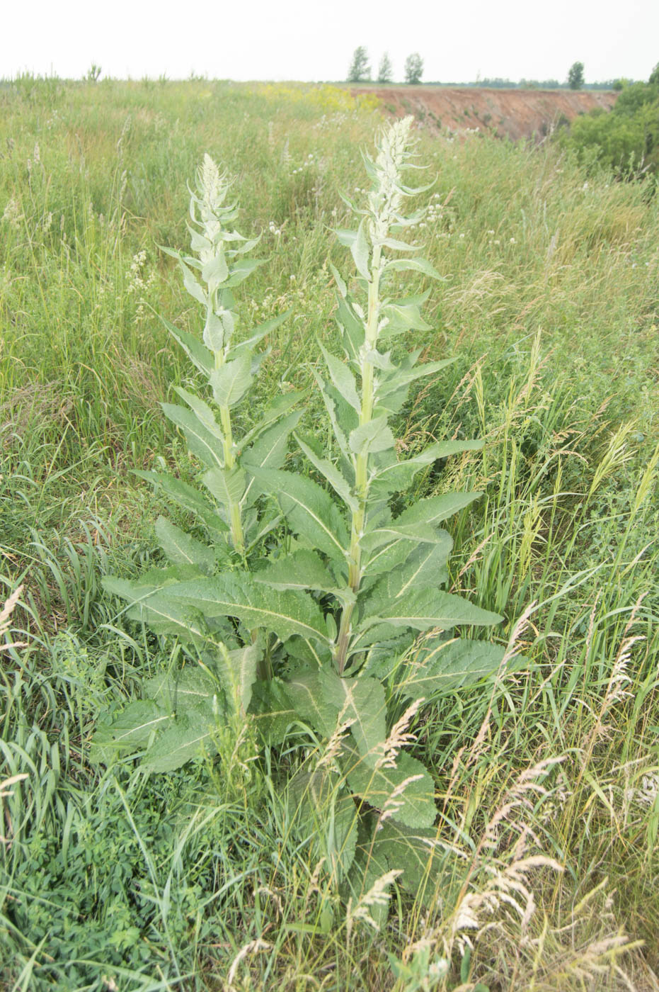 Изображение особи Verbascum lychnitis.