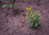 Erysimum cheiranthoides. Цветущие растения. Пермский край, г. Пермь, Кировский р-н, берег Воткинского водохранилища. 16.07.2016.