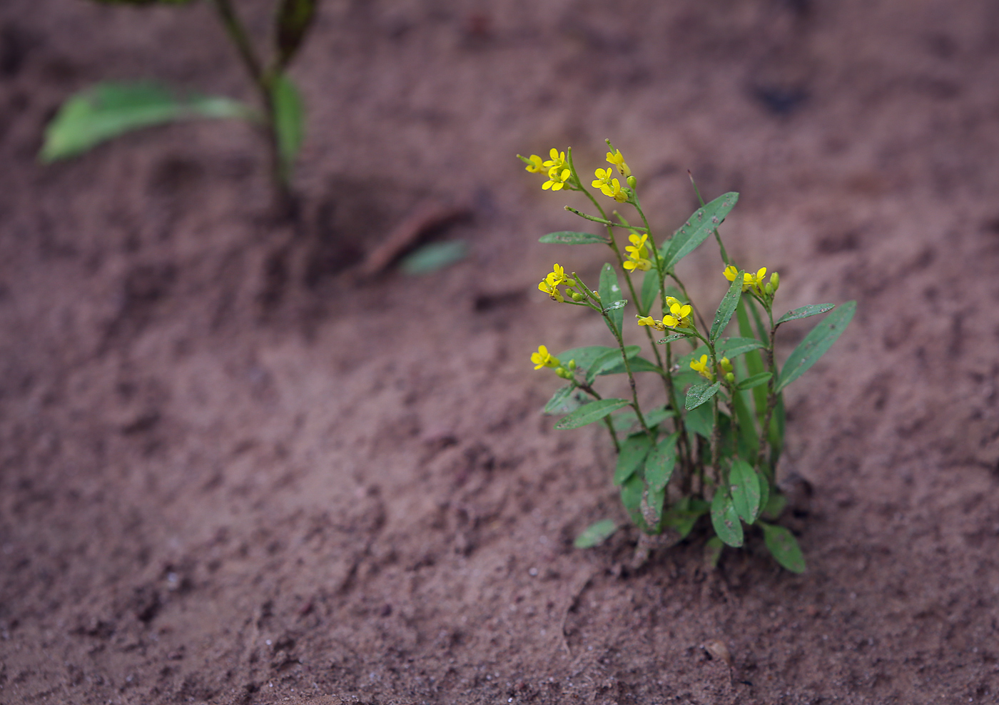 Image of Erysimum cheiranthoides specimen.