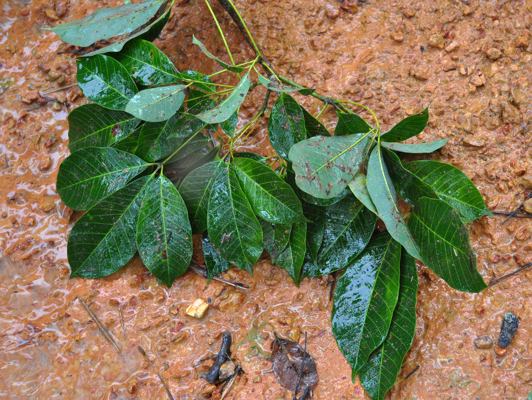 Изображение особи Hevea brasiliensis.