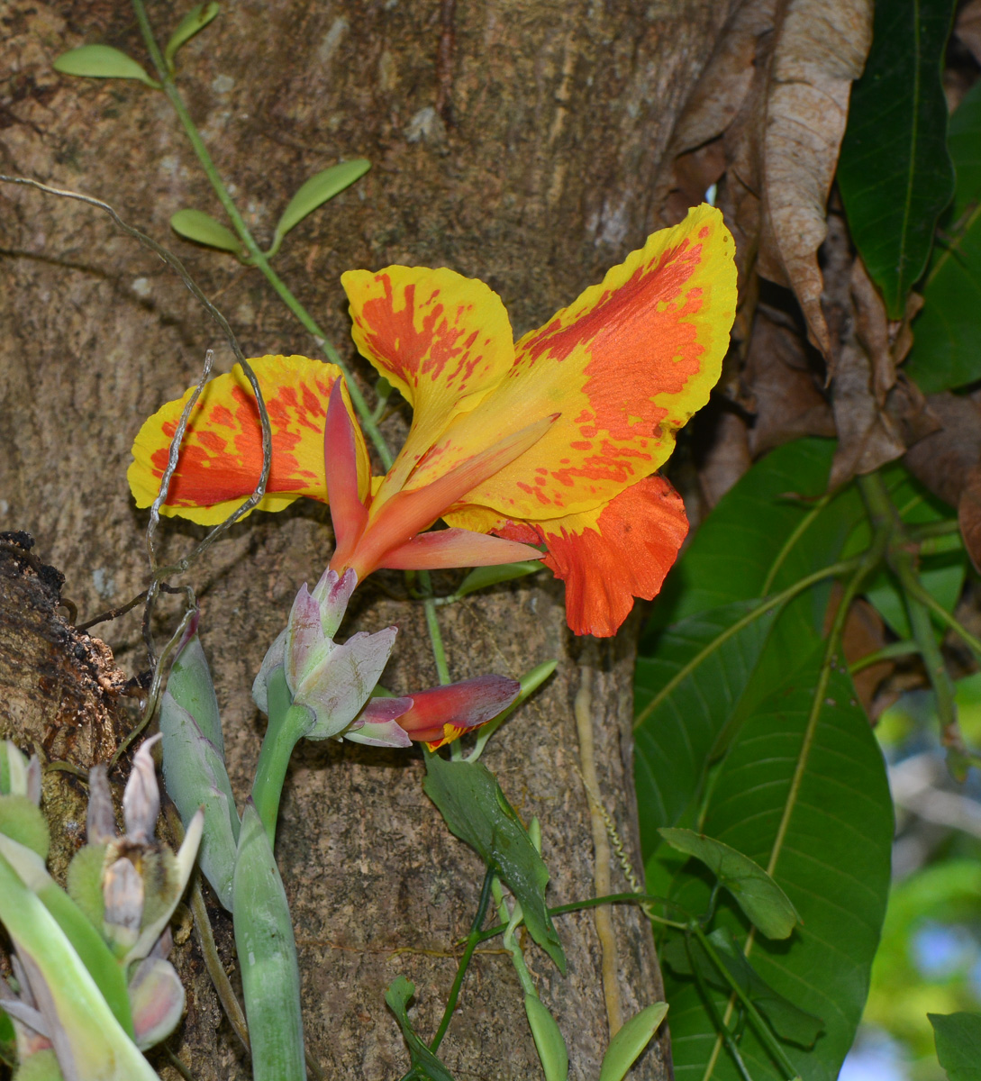 Image of genus Canna specimen.