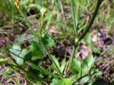Ranunculus japonicus. Часть побега. Амурская обл., Бурейский р-н, окр. с. Виноградовка, дорога в дубовом лесу, зарастающая травой. 28.07.2016.
