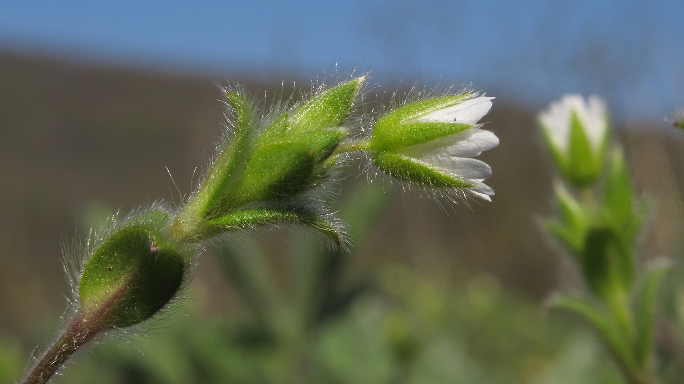 Изображение особи Cerastium brachypetalum ssp. tauricum.