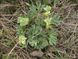 Corydalis bracteata