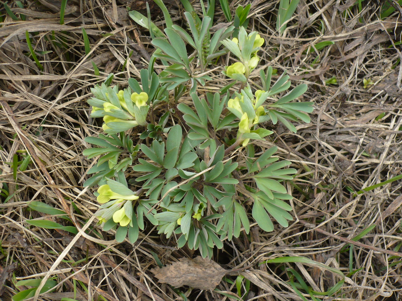 Изображение особи Corydalis bracteata.