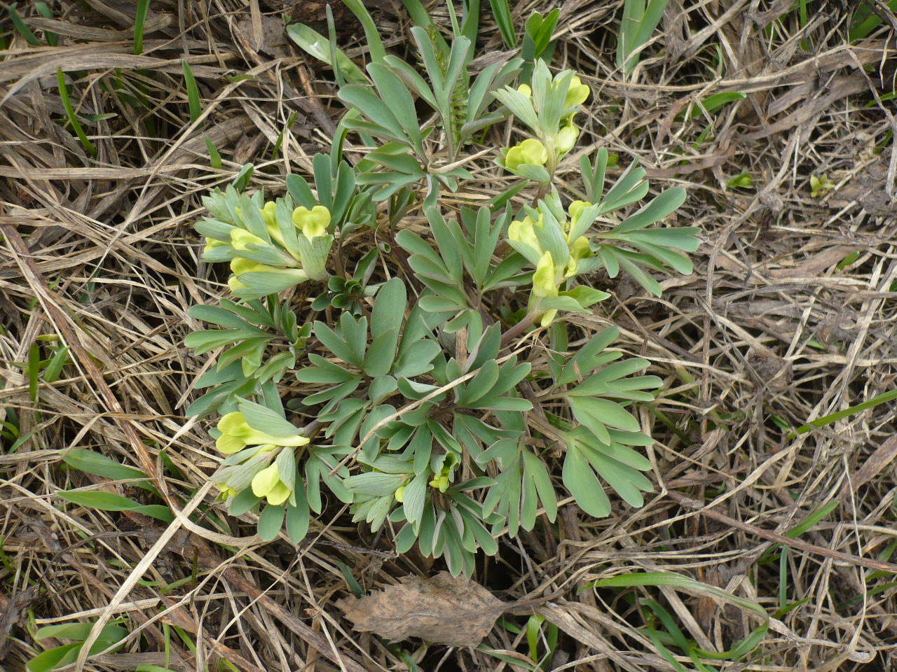 Image of Corydalis bracteata specimen.