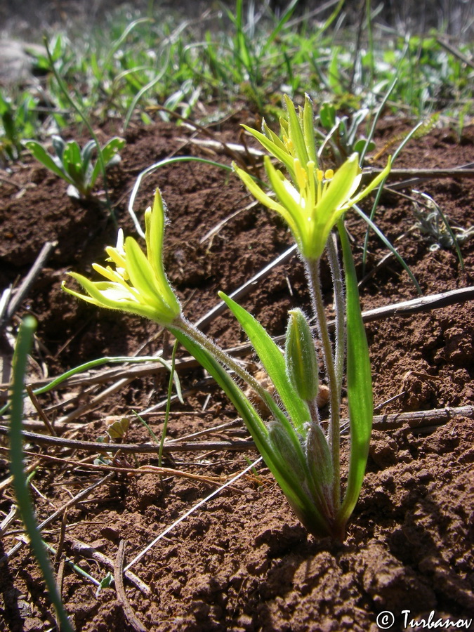 Image of Gagea villosa specimen.