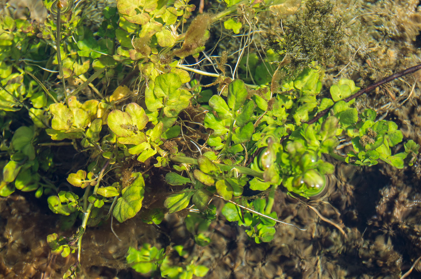 Изображение особи Cardamine amara.