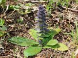 Ajuga pyramidalis