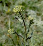 Camelina pilosa