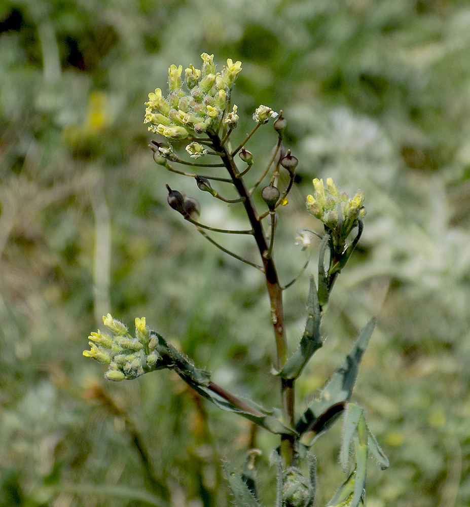 Изображение особи Camelina pilosa.