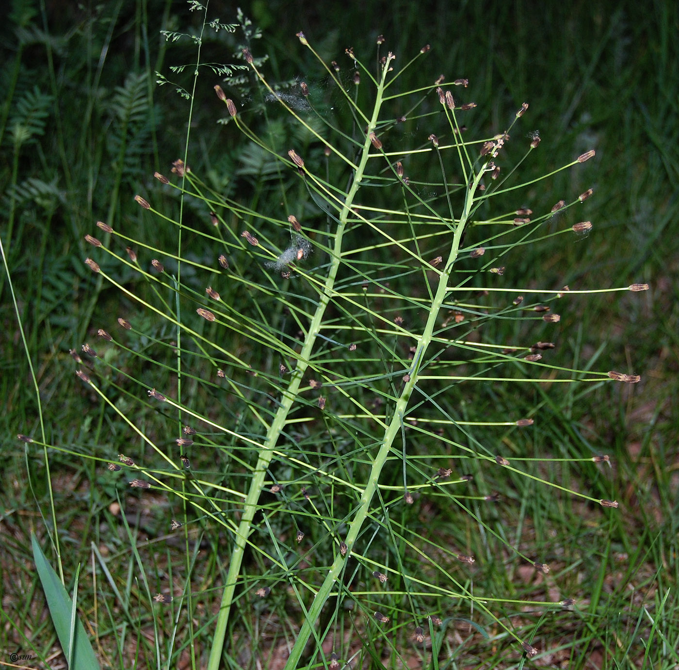 Image of Bellevalia sarmatica specimen.