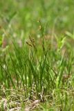 Carex pediformis