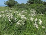Clematis lathyrifolia. Цветущие растения. Краснодарский край, м/о город-курорт Анапа, окр. пос. Супсех, луговой участок вдоль тропы на вершине горы. 8 июня 2017 г.