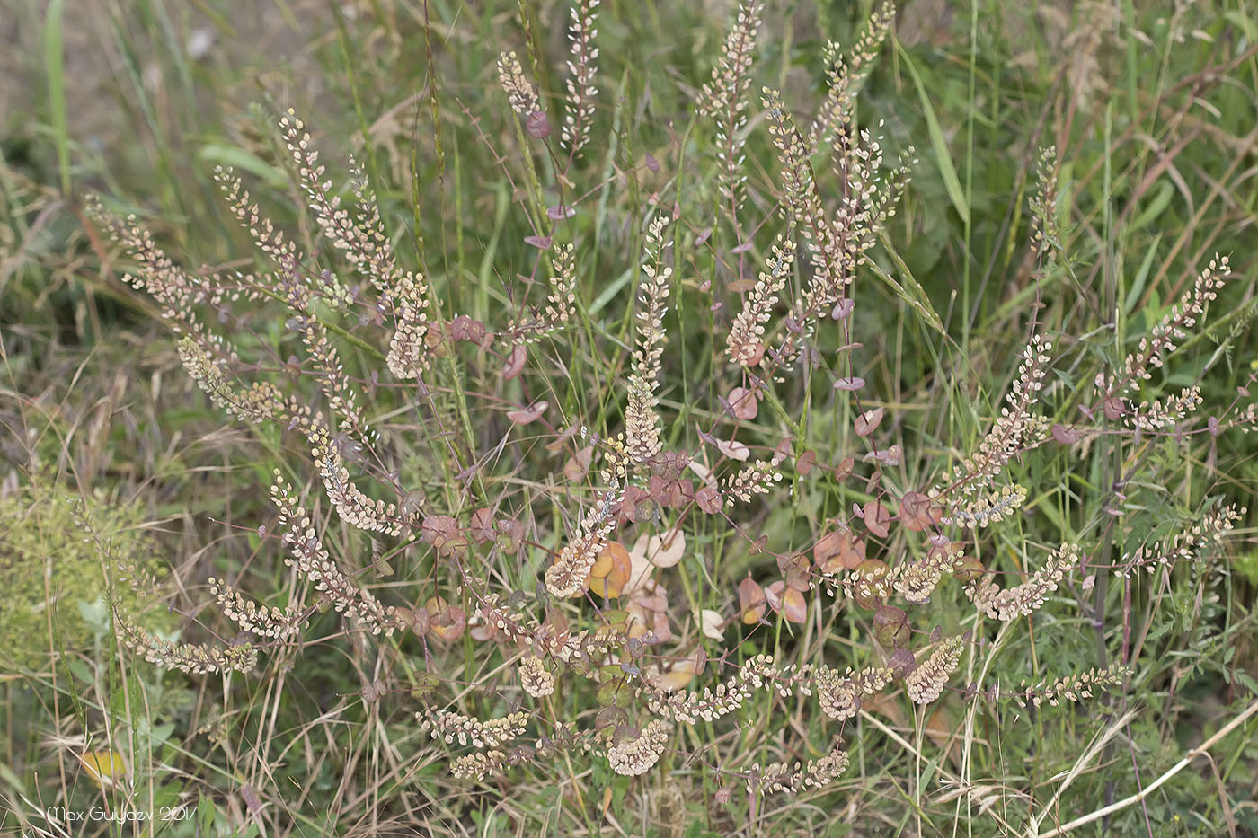 Изображение особи Lepidium perfoliatum.