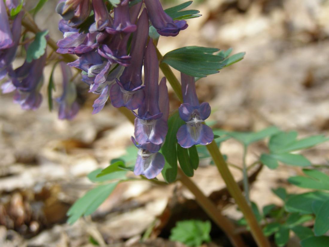 Image of Corydalis solida specimen.