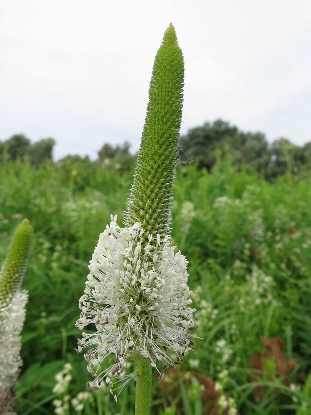 Image of Plantago maxima specimen.