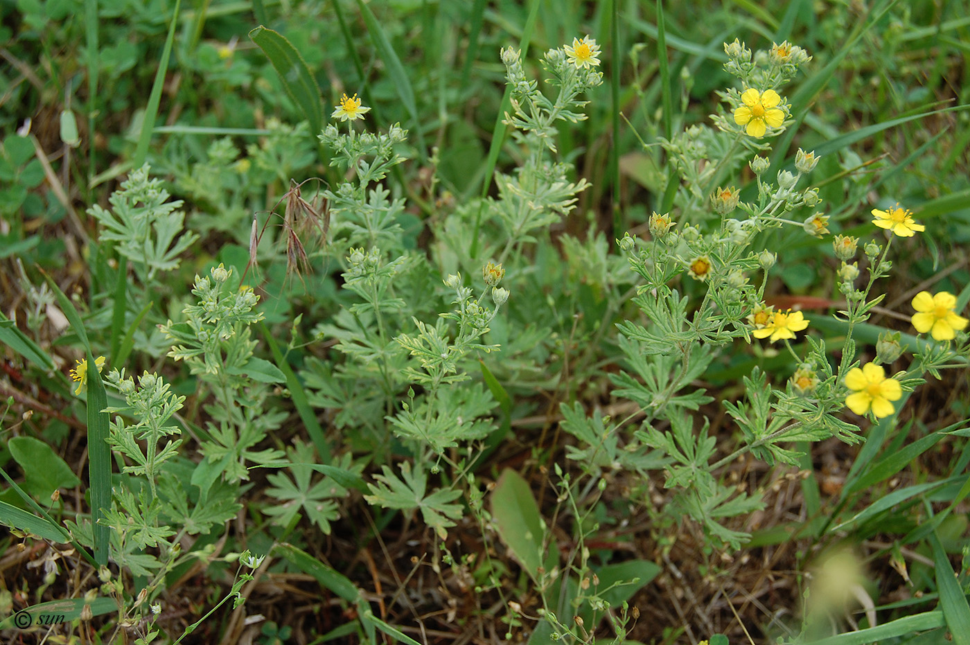 Изображение особи Potentilla argentea.