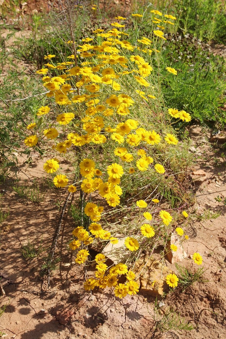 Изображение особи Anthemis tinctoria.