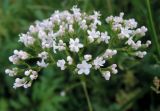 Valeriana officinalis