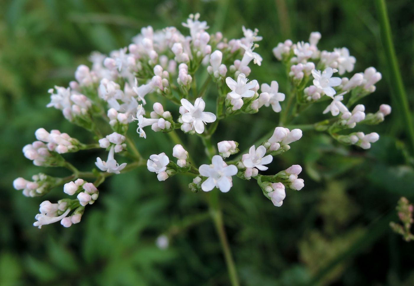 Image of Valeriana officinalis specimen.