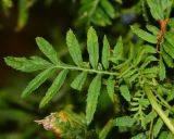 Tagetes erecta