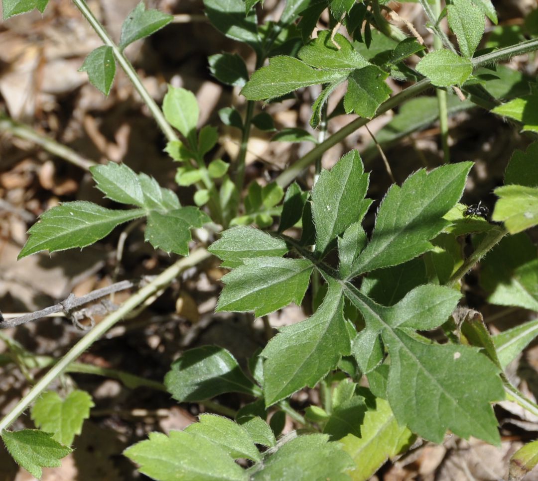 Изображение особи Cephalaria leucantha.