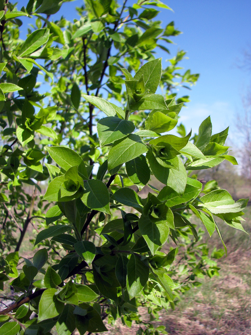 Изображение особи Salix caprea.