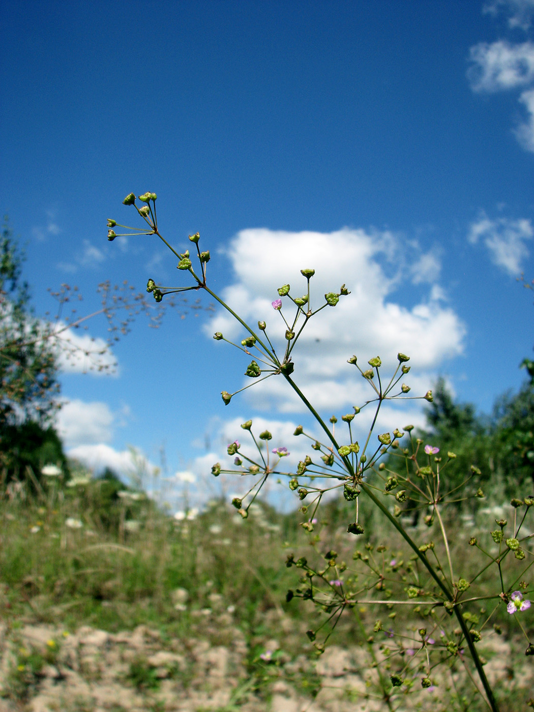 Изображение особи Alisma lanceolatum.