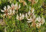 Trifolium polyphyllum