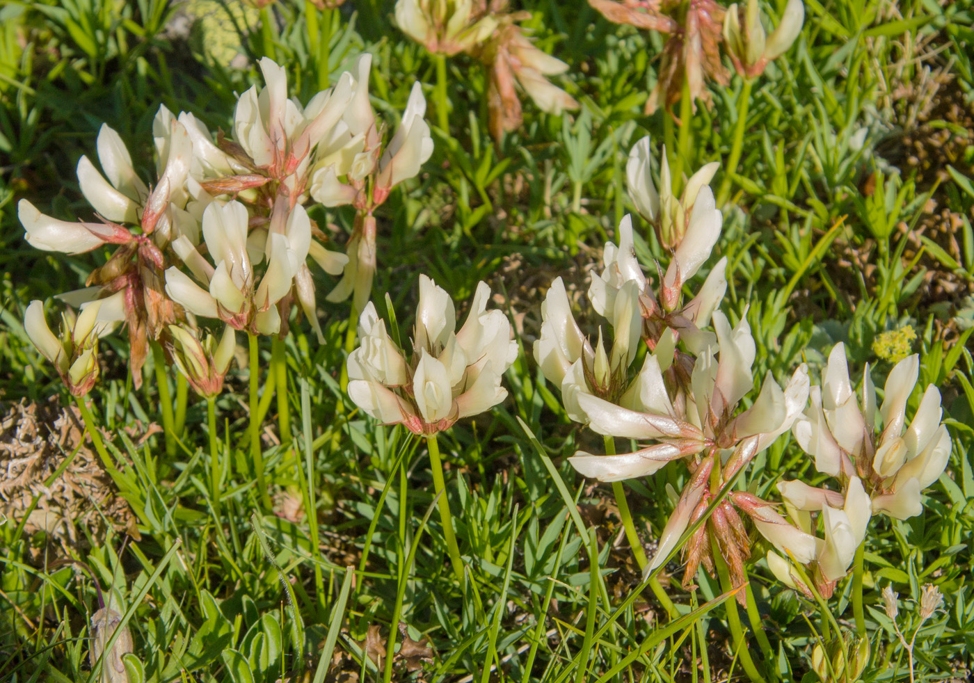 Image of Trifolium polyphyllum specimen.