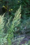 Artemisia rubripes