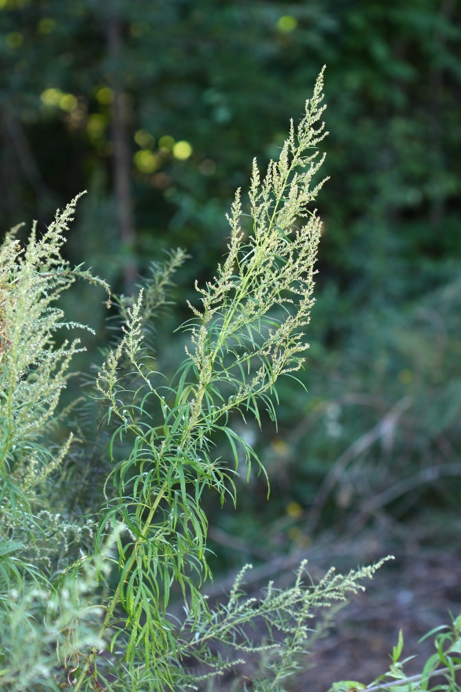 Изображение особи Artemisia rubripes.