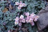 Scutellaria talassica