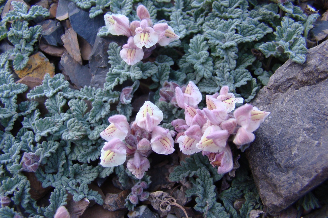 Изображение особи Scutellaria talassica.