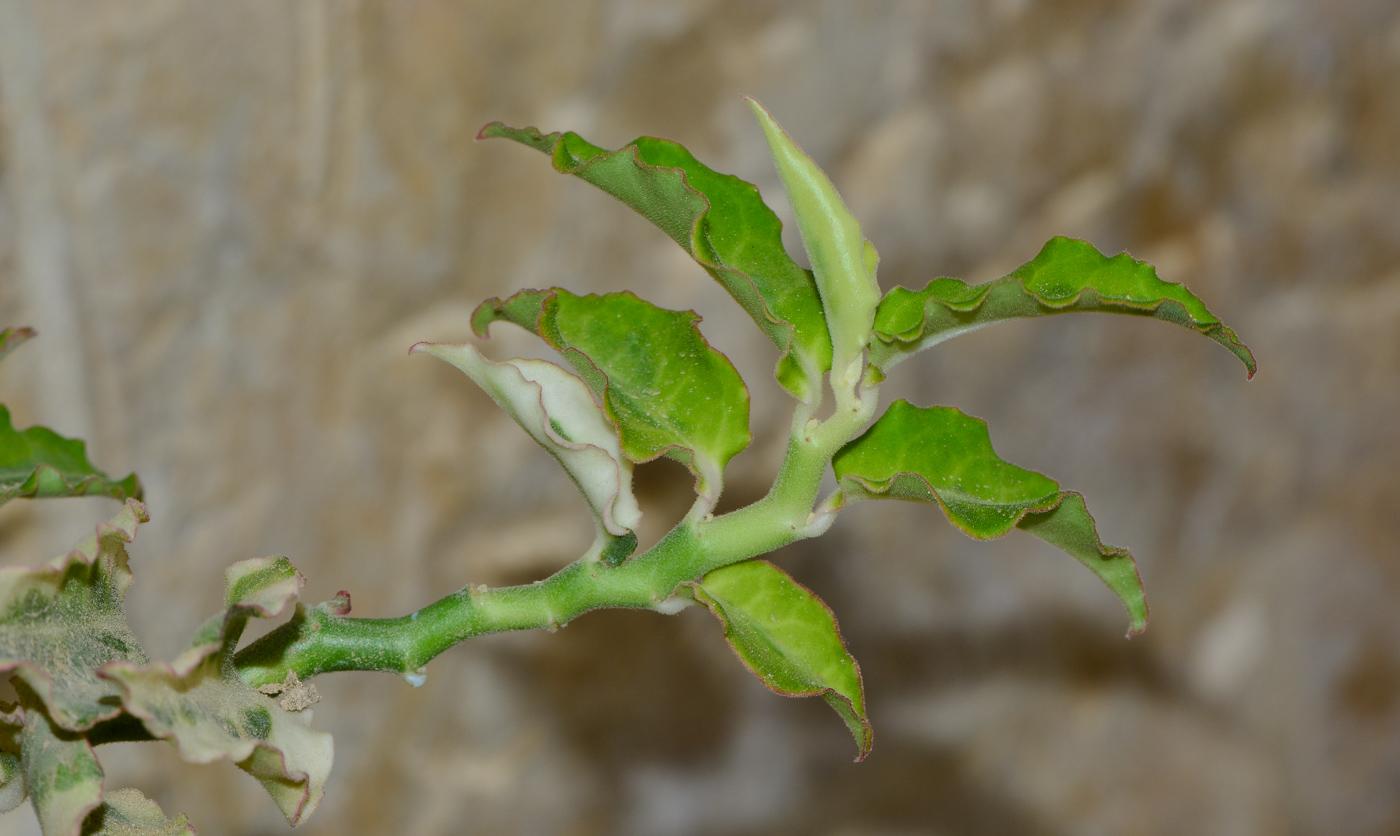 Изображение особи Euphorbia tithymaloides.