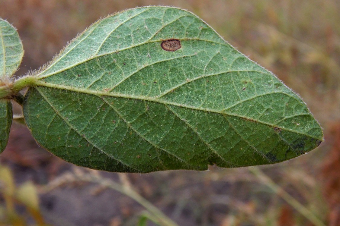 Image of Glycine max specimen.