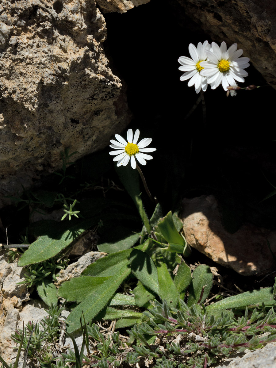 Изображение особи Bellis longifolia.