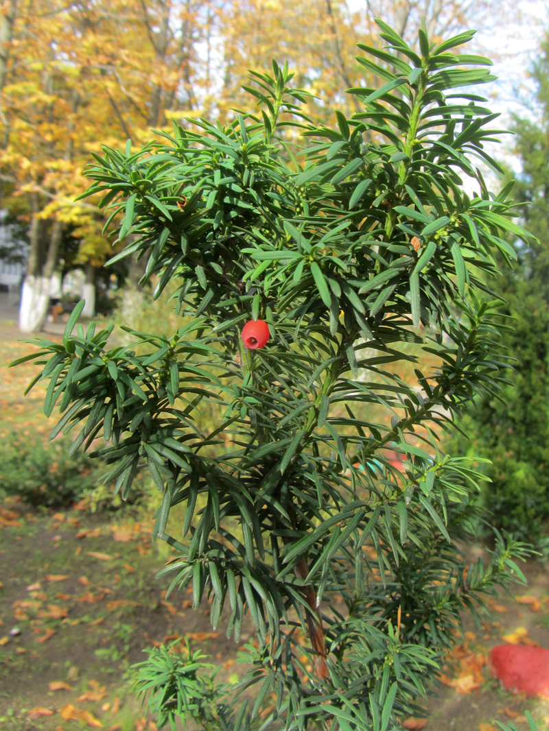 Изображение особи Taxus baccata.