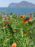 Adonis aestivalis