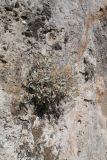 Inula verbascifolia. Плодоносящее растение на известняковой стене. Греция, о. Родос. Июль 2017 г.
